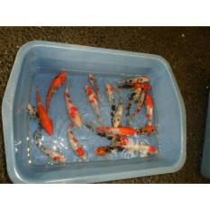 Bibit Ikan Koi 9-13 Cm Murah Meriah - Eac9ac - Original Asli