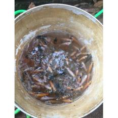 Bibit Ikan Nila - Bc36de - Original Asli