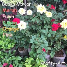 Bibit Mawar / Pohon Mawar (Merah- Kuning- Orange- Putih- Pink) +Pot - Auwslg