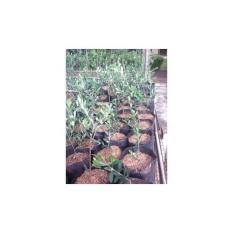Bibit Zaitun