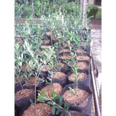 Bibit Zaitun - D7cd3a - Original Asli