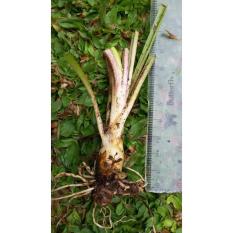Bunga Sedap Malam ( Bibit Anakan) - 7A7B77 - Original Asli