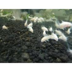 Hiasan Corydoras Albino Untuk Aquascape / Aquarium - Baca5d - Original Asli