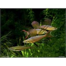 Hiasan Iriantherina Werneri Untuk Aquascape / Aquarium / Akuarium - B9a9ad - Original Asli
