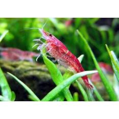 Hiasan Untuk Aquascape Red Cherry Shrimp - B75B3D - Original Asli