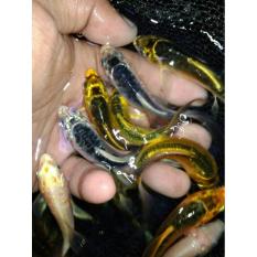 Ikan Koi Metalik Slayer Bibit - B935C7 - Original Asli