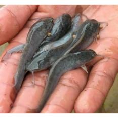 Jirifarm Bibit Ikan Lele Sangkuriang Size 8-10 Cm (10 Ekor) - 77Ab9e - Original Asli