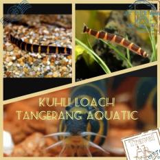 Jual Ikan Unik Untuk Aquascape Kuhli Loach - E6D357 - Original Asli