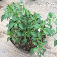 Pohon Cabai / Bibit Cabai / Cabe (Siap Pakai) Berbuah - C96E57 - Original Asli