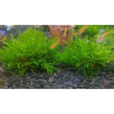 Tanaman Aquascape Moss Peacock Di Batu