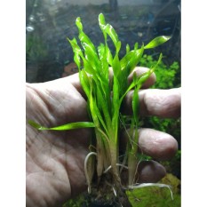 Tanaman Aquascape Vallisneria Tortofolia Untuk Aquarium / Akuarium - 96D3E7 - Original Asli