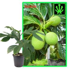 Tanaman Buah Sukun - Tinggi 50Cm