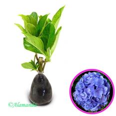Tanaman Hydrangea Biru ( Bunga Hortensia )