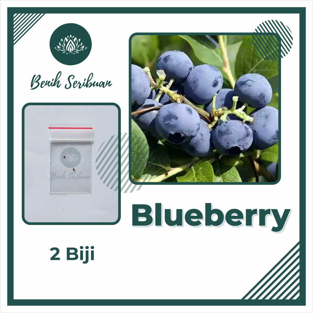 Jual Bibit Bluberry Terbaru  Lazada.co.id