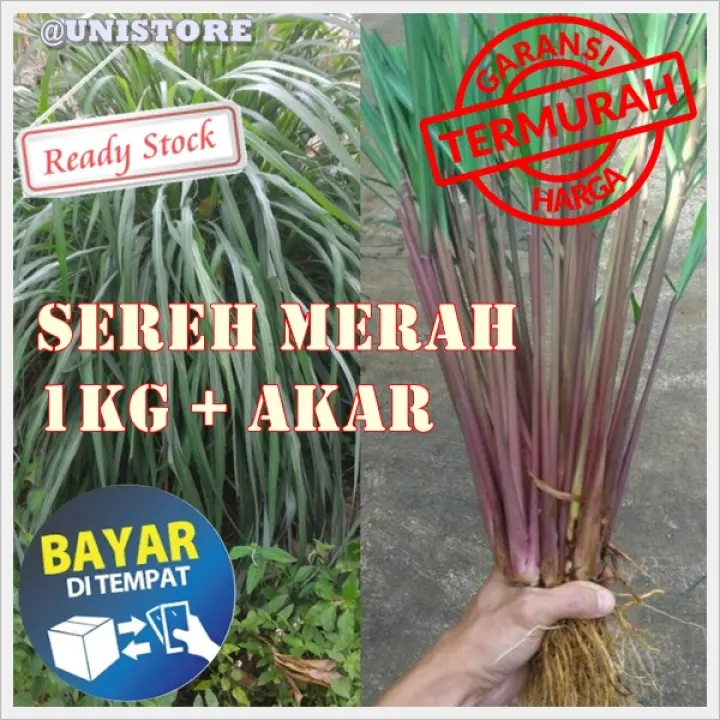 Cod Sereh Merah 1kg Sereh Wangi Serai Lanang Per Kg Herbal Atau Bahan Minyak Gosok Minyak Urut Lazada Indonesia