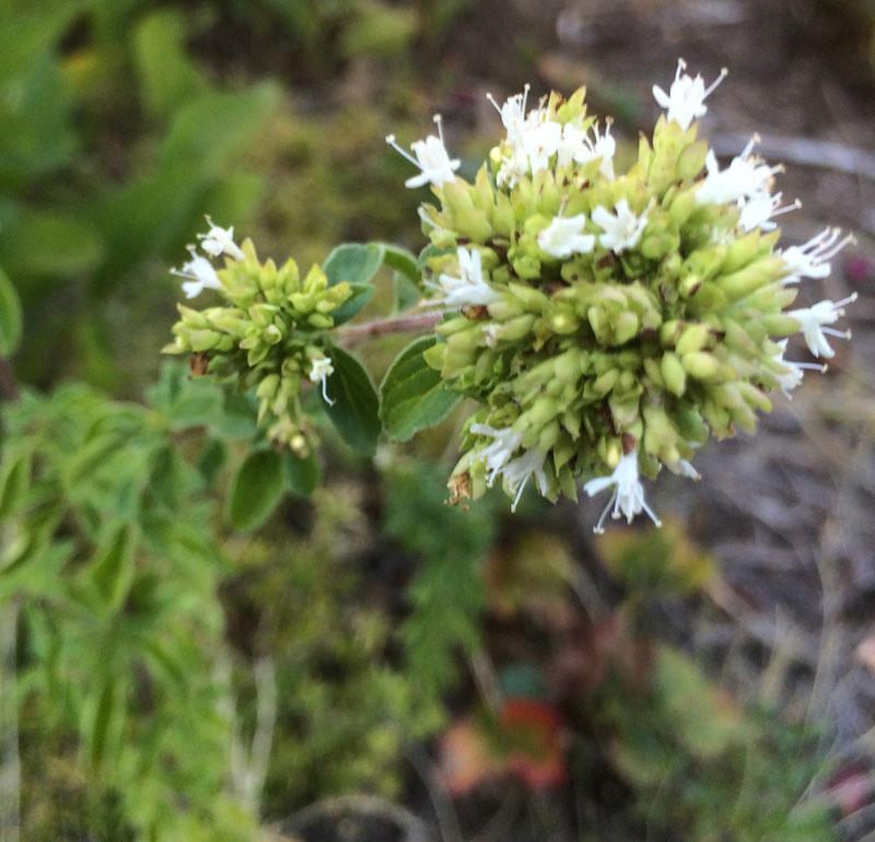 Amefurashi 50 Benih Herb Oregano
