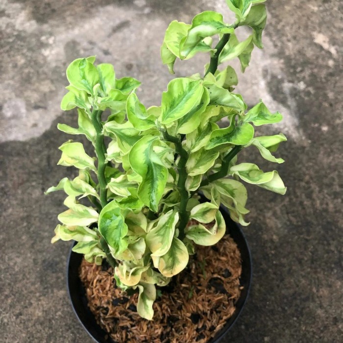 Tanaman hias gantung hoya curly tanaman patah tulang zig zag Lazada