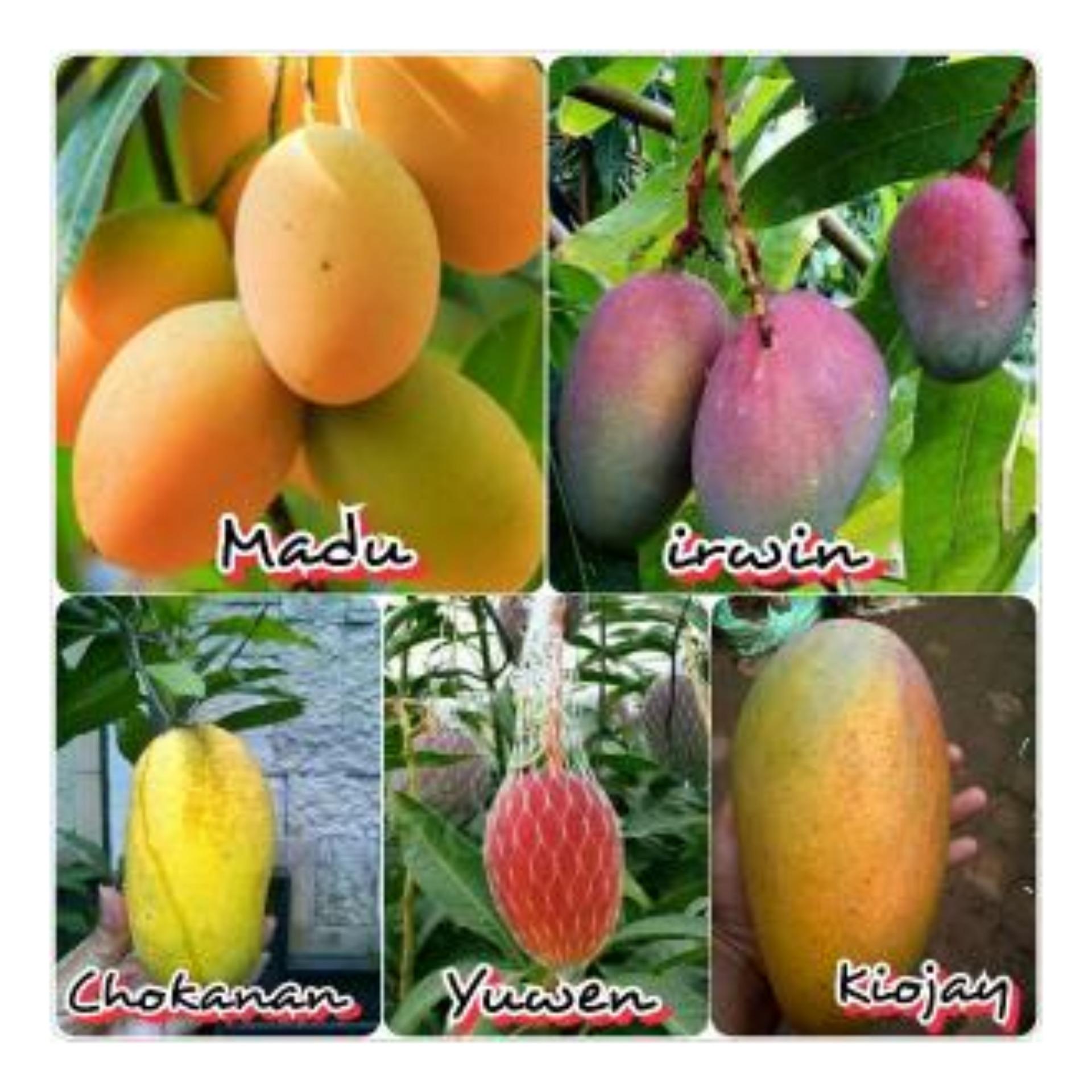 Paket 6 Jenis Bibit-Mangga Chokanan-irwin-Jambu kristal-Kelengkeng Aroma durian-nangka mini