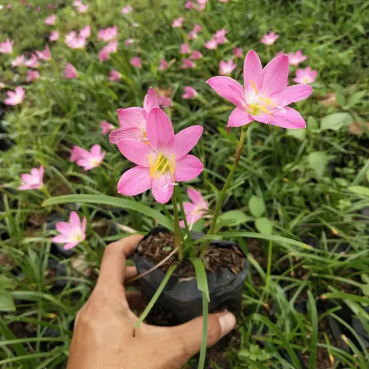 Tanaman Hias Bunga Tulip Pink Kucai Bunga Pink Yanaman Bunga Lili Pink Lazada Indonesia