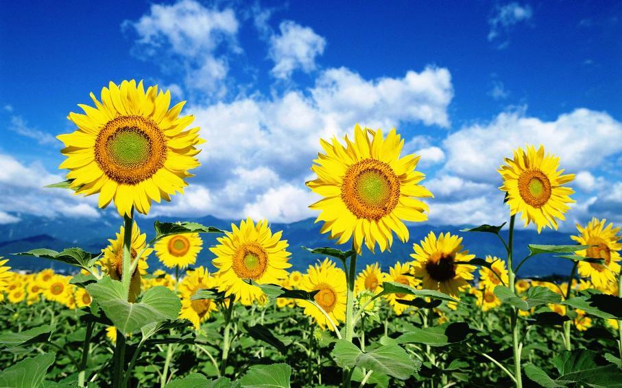 Amefurashi 40 Bibit / Benih Bunga Sunflower Seed Bunga Matahari Kuning
