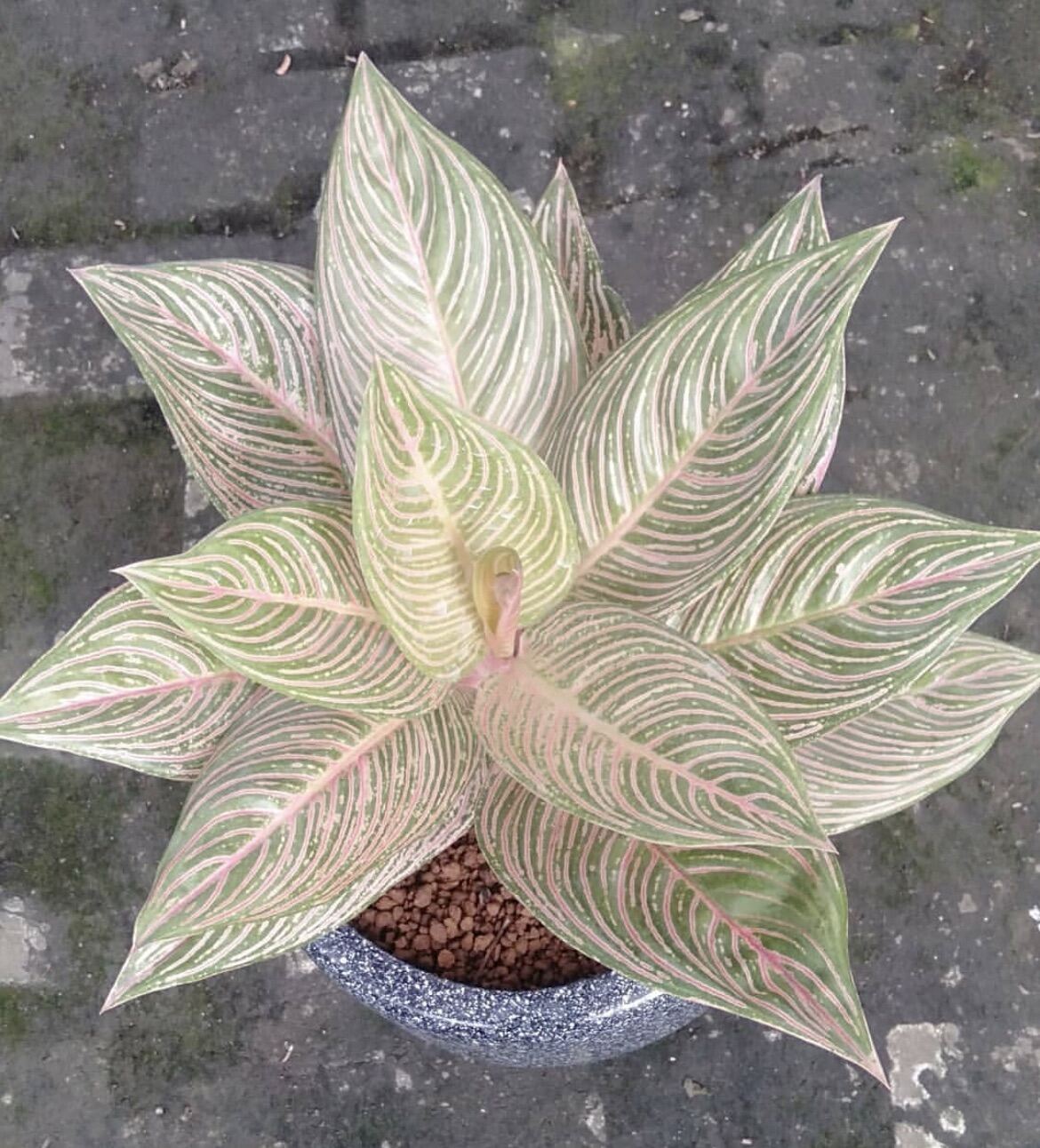 その他観葉植物 Aglaonema Golden Hope Aglaonema Golden Hope Tropical Plants ORAMICIN – oramicin