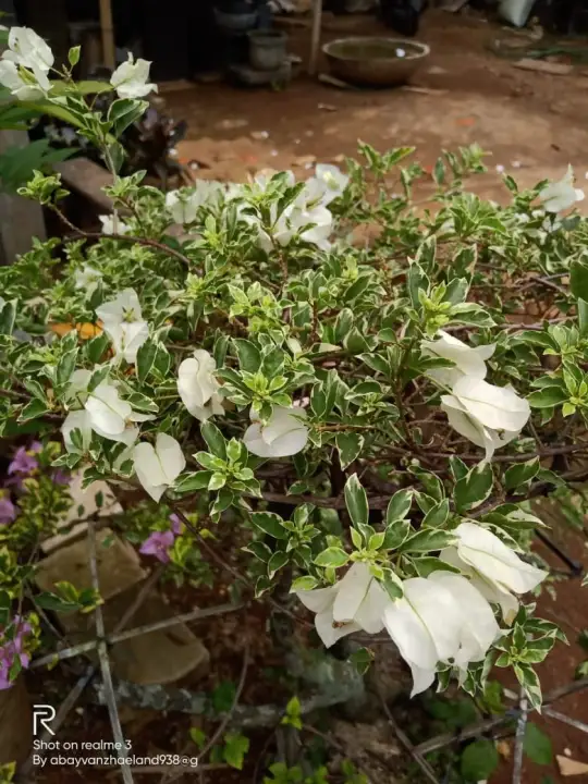 Bunga Kertas Bugenvil Tanaman Hias Bugenfil Bunga Putih Lazada Indonesia