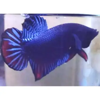 Cupang Aduan Bagan Medan Super Top Black King Ikan Hiasan Aquarium Newproduk 2020 Bayar Ditempat Lazada Indonesia