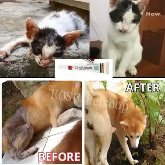 Salep Luka Bakar Kucing Dan Anjing Obat Luka Mencegah Infeksi
