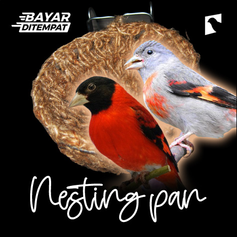 Tempat Bersarang Burung Kecil / Tempat Bertelur Burung Red Siskin | Burung Blackthroat | Burung Edel Sanger | Burung Kenari Kecil | Toko Burung Online | Lazada Indonesia
