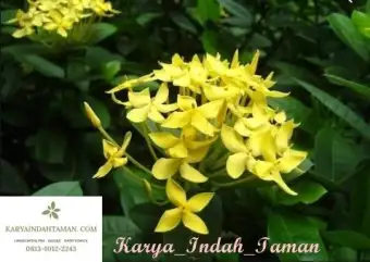 Tanaman Hias Asoka Bunga Kuning Tanaman Hias Hidup Bunga Asoka Kuning Lazada Indonesia