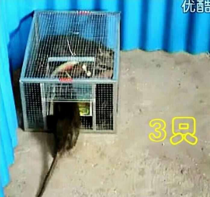 Đồ Gia Dụng Lồng Liên Tục Bẫy Chuột Cỡ Đại Lồng Hoàn Toàn Tự Động Động Vật Gặm Nhấm Bắt Vỗ Cái Bẫy Chuột Một Lứa Đầu Tạo Tác