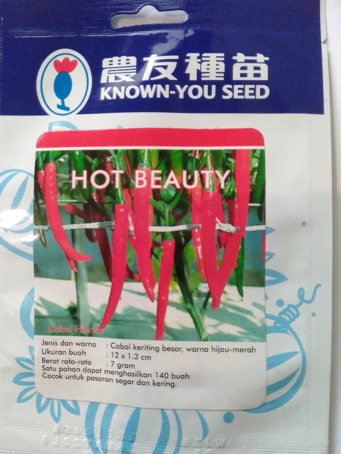 TERLARIS Benih / bibit cabe keriting besar ( Hot beauty ) - xRSPrjYd