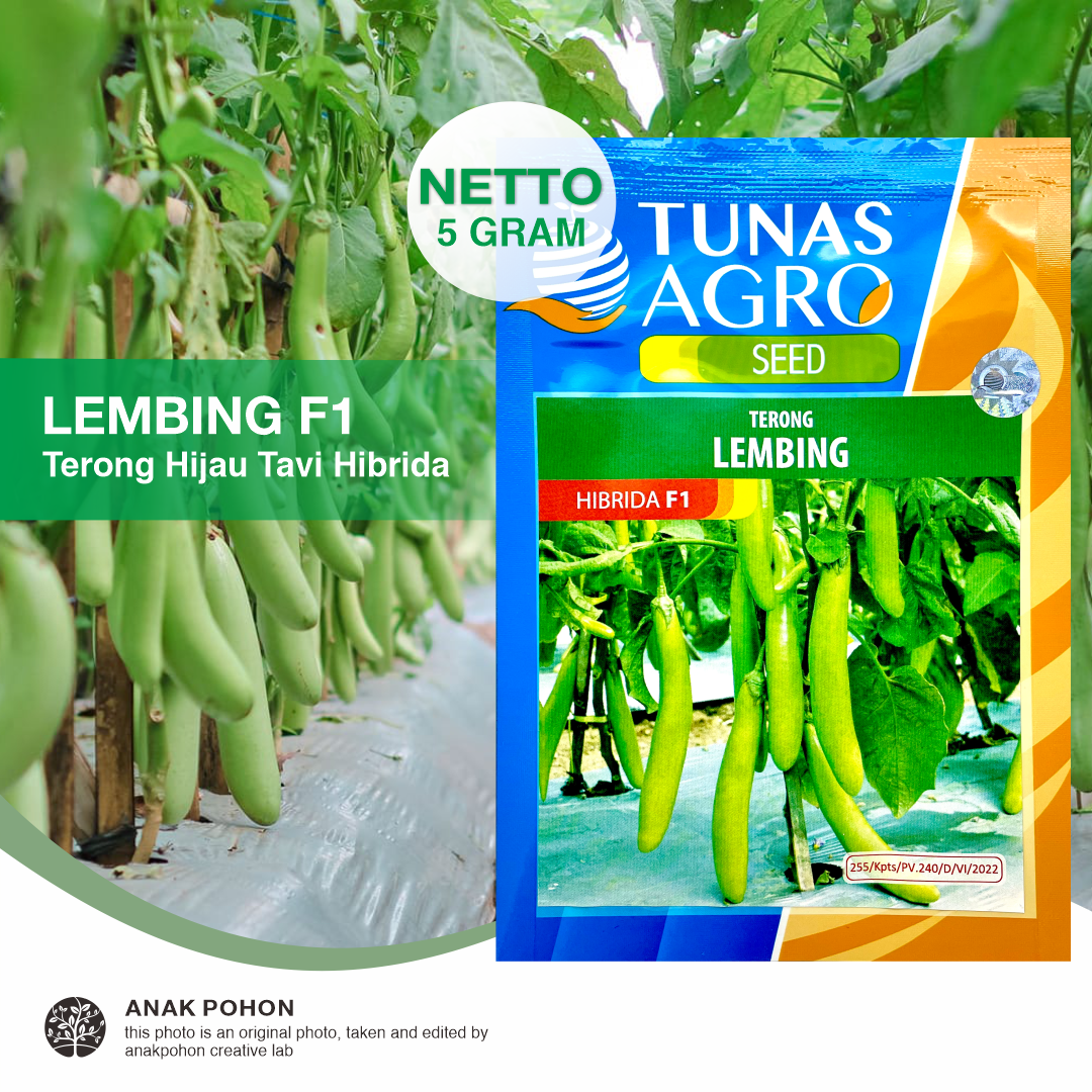 (1 PACK - 5 GRAM) Benih Terong Hijau Tavi LEMBING F1 Hibrida Seeds