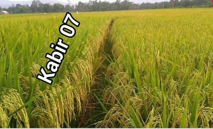 Benih Bibit Padi Galur Lokal Kabir 07