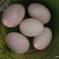 Telur Angsa Fresh Konsumsi Membeli Jualan Online Obat Obatan Tradisional Dengan Harga Murah Lazada Indonesia