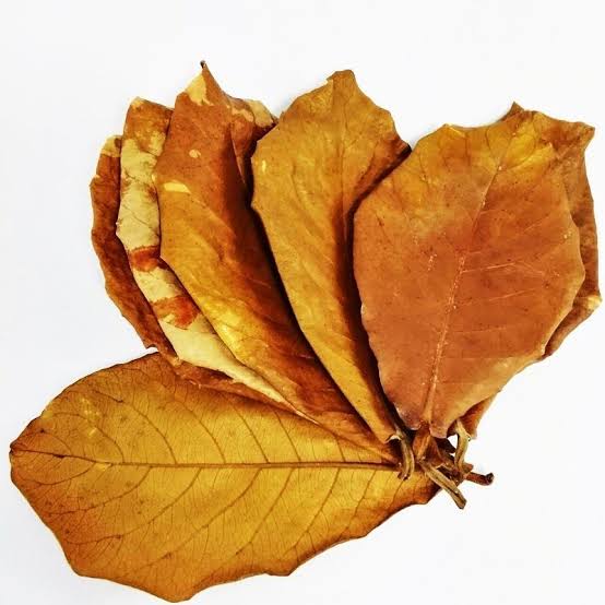 Daun Ketapang Kering Untuk Pewarna Ikan Cupang Lazada Indonesia