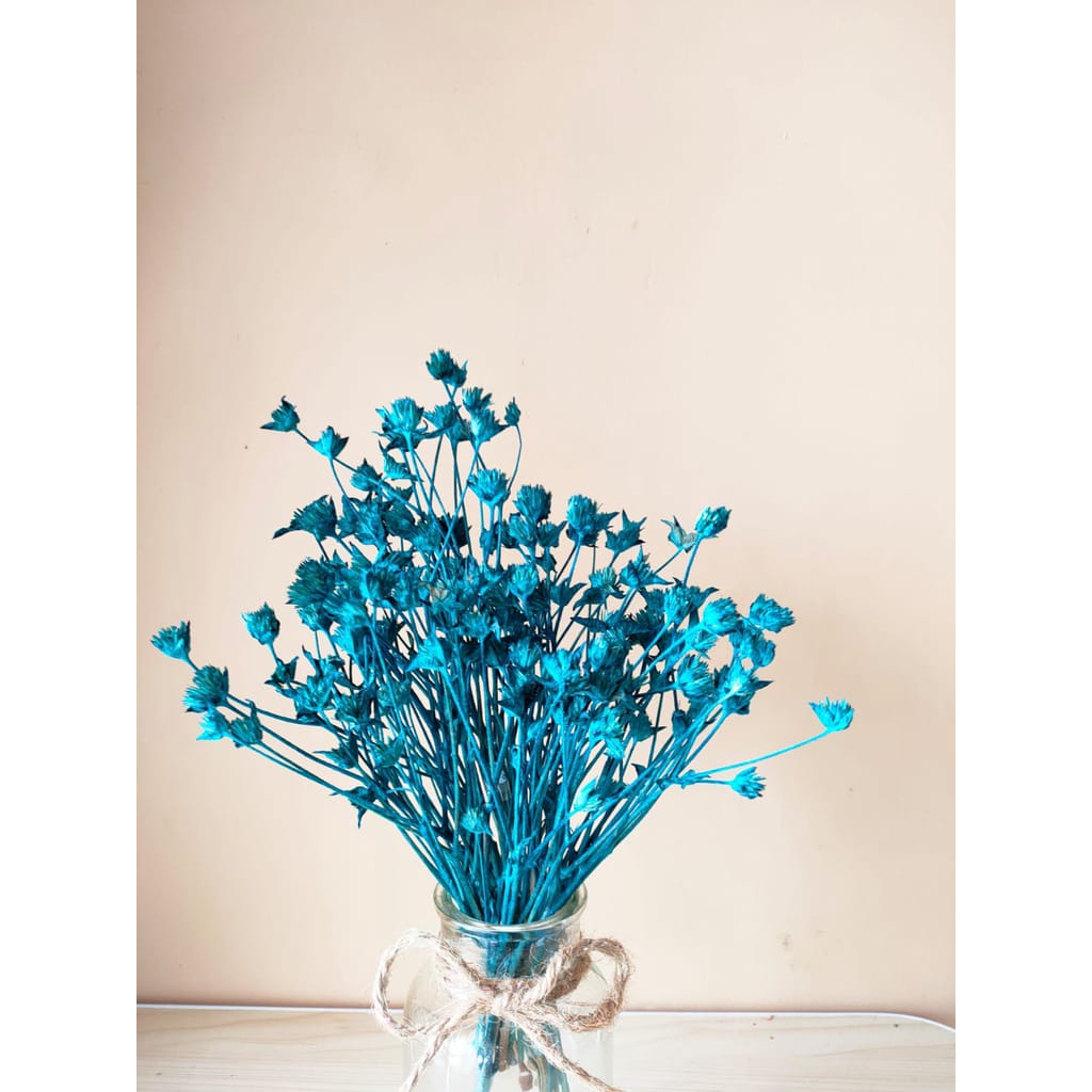 BUNGA TAPAK LIMAN KERING WARNA BIRU- Hiasan Buket Bunga Kering Dekorasi ...