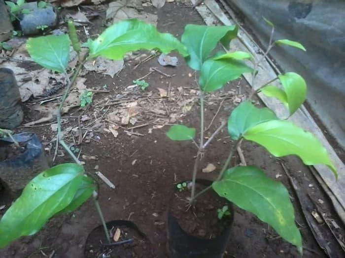Ready 10 Bibit Tanaman Cabe Jawa Cabe Jamu - Benih / Biji / Bibit