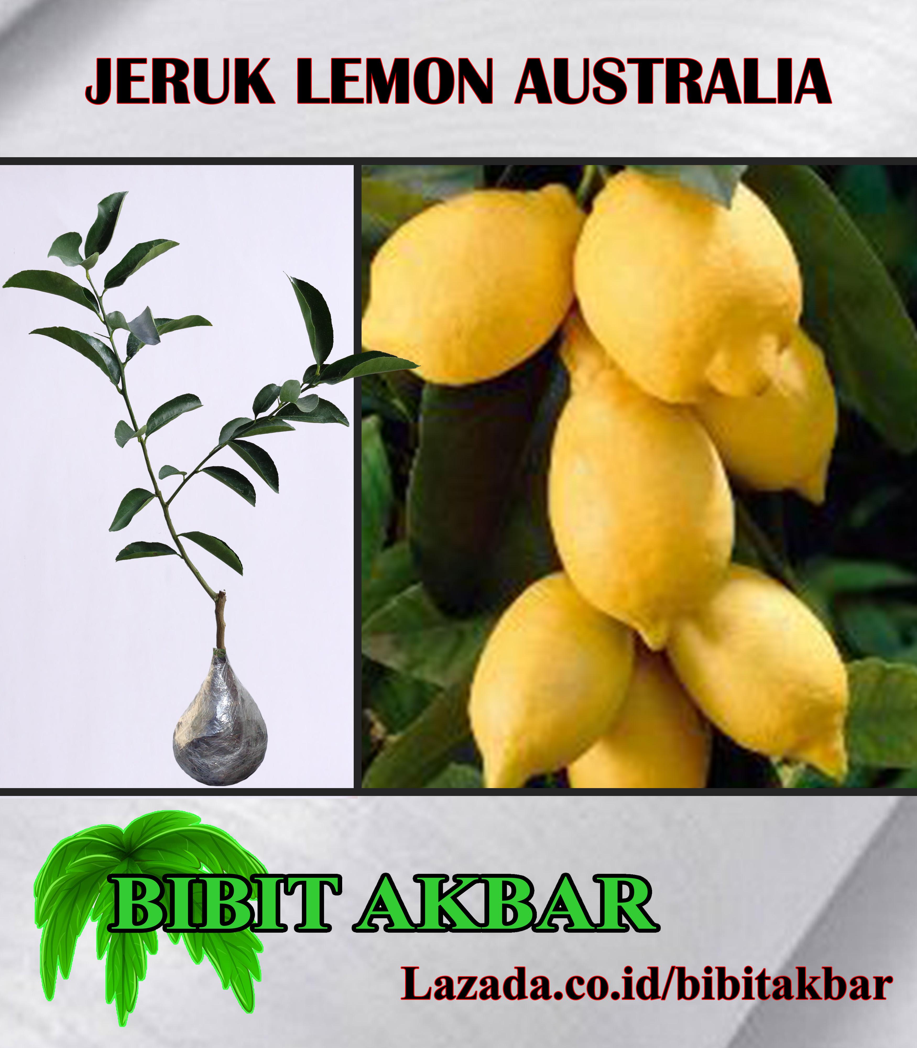 Tanaman Jeruk Lemon Australia (Tinggi 40 - 60 cm)