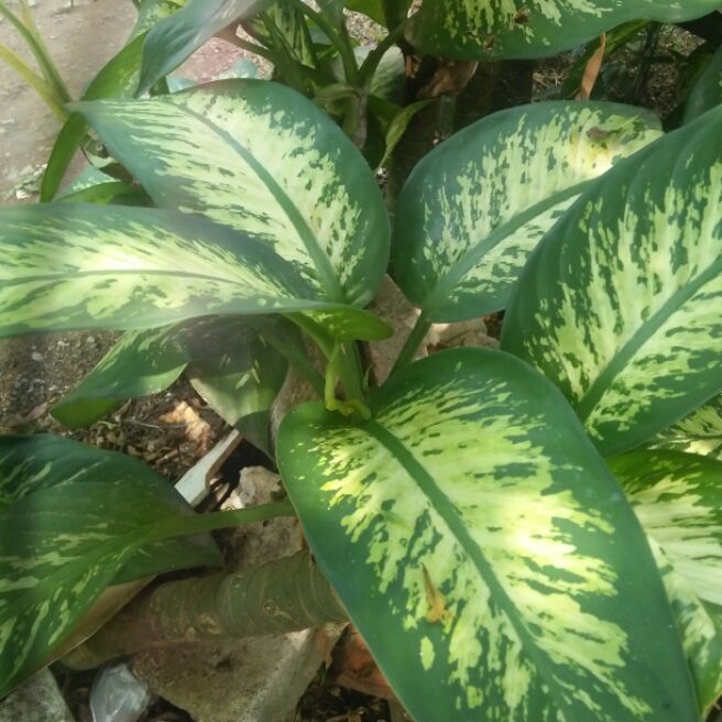  Aglaonema  Zebra Tips dan Trik Pertanian