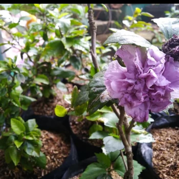 Tanaman Hias Kembang Sepatu Ungu Lazada Indonesia