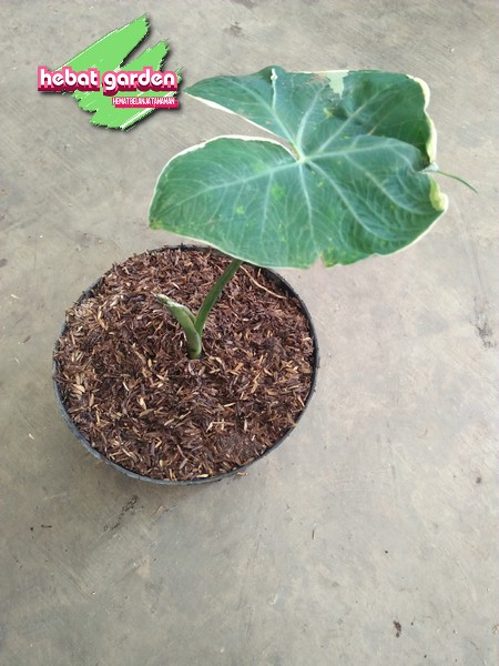 Dikga mixlangan mushukning yaqindan korinishi Onlayn tomosha qiling: Qiz qattiq porno kastingga kiradi