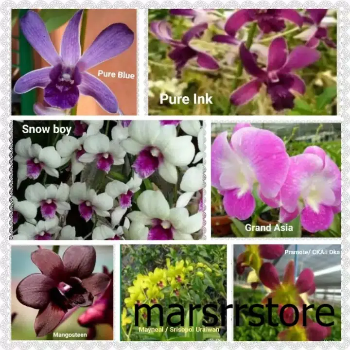 Anggrek Dendrobium Thailand Aneka Warna Bergaransi Sampai Berbunga Lazada Indonesia
