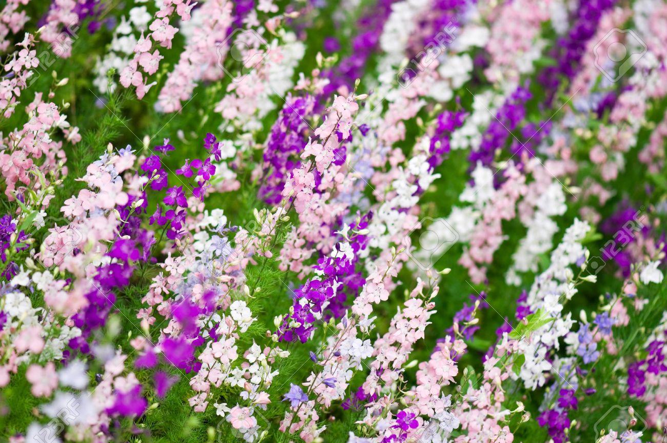 Bibit %2f Benih Bunga Larkspur Mix Flower - Search Best 4K Wallpapers