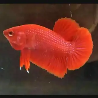 Promo Diskon 50 Ikan Cupang Plakat Super Red Ikan Hias Lazada