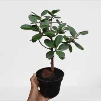 Bibit Tanaman Hias Bonsai Beringin Korea Beringin Dolar Lazada Indonesia