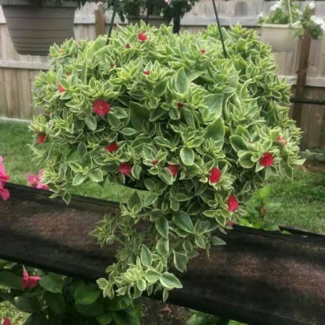 Tanaman Hias Baby Sun Rose Aptenia Bisa Bayar Ditempat Lazada Indonesia