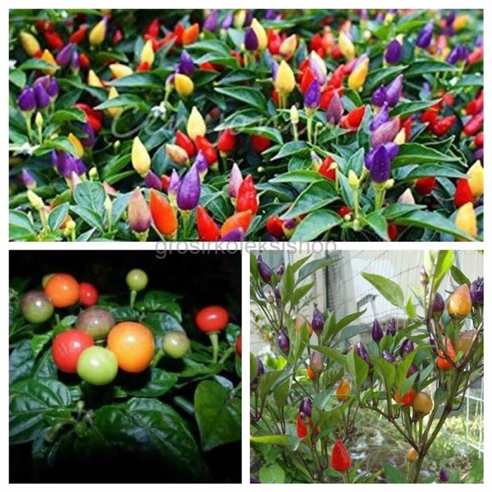 SPECIAL Paket 10 Jenis Benih Biji Seed Bibit Cabe Unik Cabe Hias Cabe