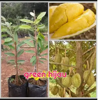 Bibit Durian Musang King Malaysia Kaki 3 Lazada Indonesia