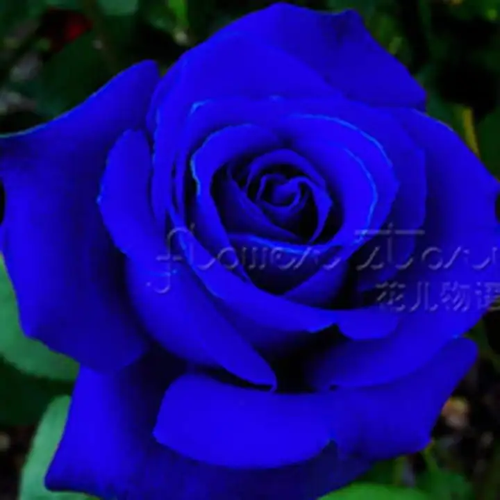 Isi 30 Butir Benih Bunga Mawar Rose Blue Biru Import Lazada Indonesia